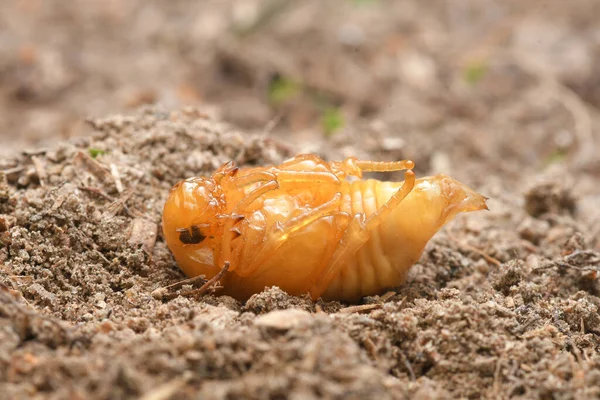 Pupa or Worm on nature Background.