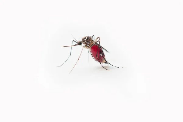 Mosquito Fundo Branco — Fotografia de Stock