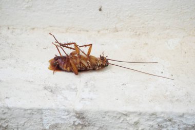 Hamamböceği arka plan için evde yerde ölü yatıyor..