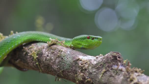 緑のピットバイパータイと東南アジアで危険なヘビ — ストック動画