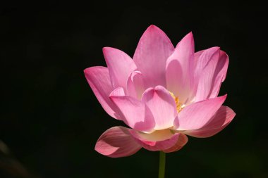 Tayland ve Güneydoğu Asya 'da Pembe Lotus.