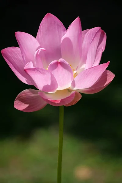 Rosafarbener Lotus Als Hintergrund Thailand Und Südostasien — Stockfoto