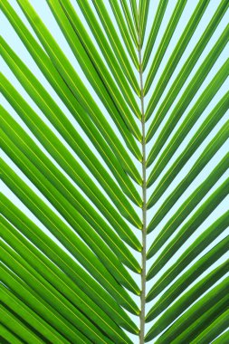 Doğa için yeşil yapraklar arkaplan.