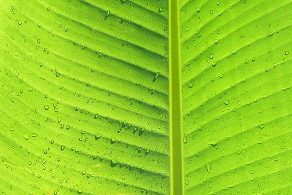 Zelené Listy Vzor Pro Přírodu Pozadí — Stock fotografie