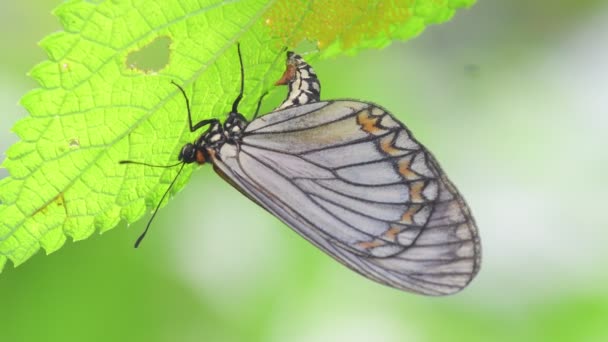 Žlutý Coster Butterfly Kladení Vejce Přírodním Pozadí Thajsku Jihovýchodní Asie — Stock video