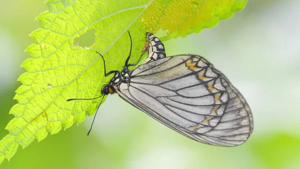 Sarı Kelebek Tayland Güneydoğu Asya Doğa Arka Planına Yumurta Bırakıyor — Stok fotoğraf