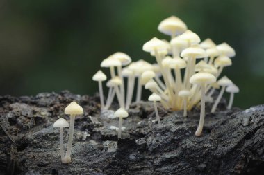 Tayland ve Güneydoğu Asya 'da beyaz mantar yağmur ormanları.