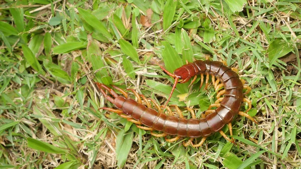 Giant Red Centipede Gevaarlijk Dier Tuin — Stockfoto