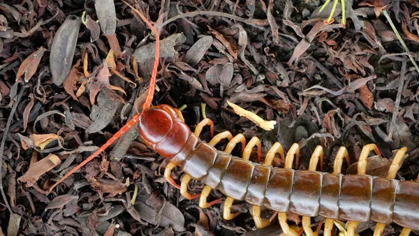 Gigante Vermelho Centopeia Animal Perigoso Jardim — Fotografia de Stock