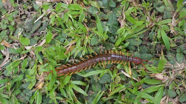 Giant Red Centipede Dangerous Animal Garden — Foto de Stock