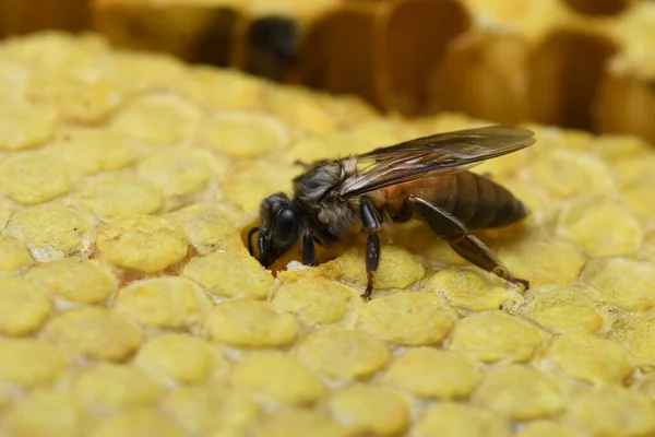 Пчелы Пчелином Улье Таиланде Юго Восточной Азии — стоковое фото