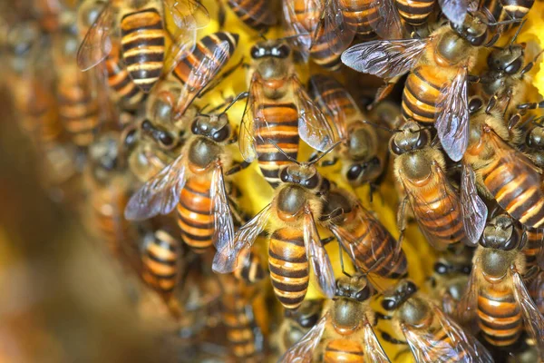 Abelhas Colmeia Abelhas Tailândia Sudeste Asiático — Fotografia de Stock