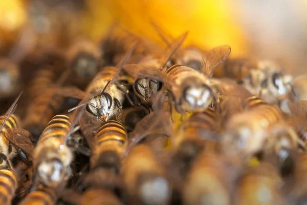 Les Abeilles Mellifères Sur Une Ruche Thaïlande Asie Sud Est — Photo