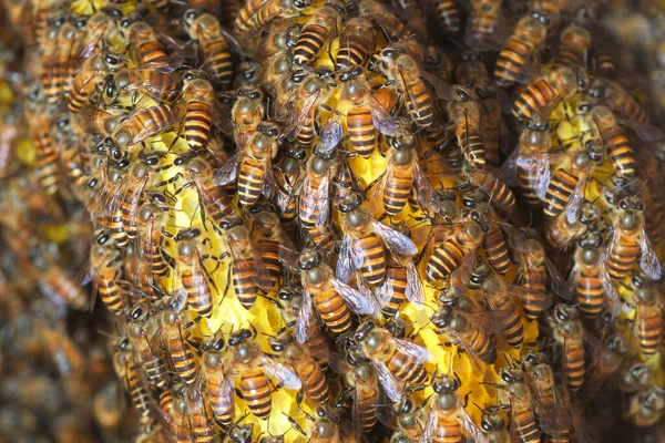 Les Abeilles Mellifères Sur Une Ruche Thaïlande Asie Sud Est — Photo