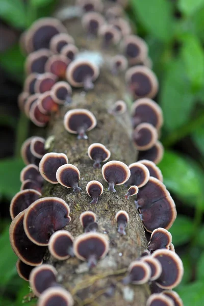 Planta Cogumelos Floresta Tropical — Fotografia de Stock