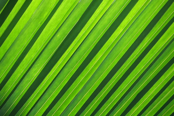 Дерево Пальмовые Листья Рисунок Природного Фона — стоковое фото