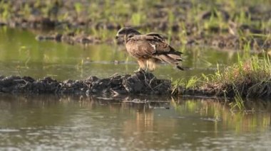 Tayland ve Güneydoğu Asya 'da siyah kulaklı uçurtma kuşları.