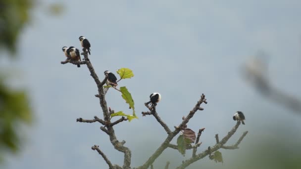 Gebogen Falconet Vogels Thailand Zuidoost Azië — Stockvideo