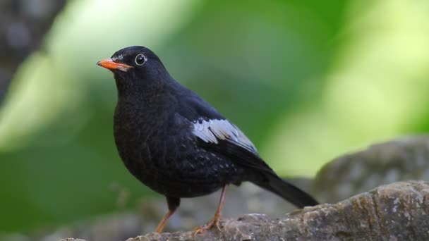 Szare Skrzydlate Ptaki Wędrowne Blackbird Tajlandii Azji Południowo Wschodniej — Wideo stockowe