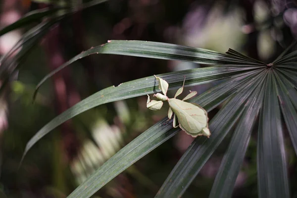 Blatt Insekt Der Natur Hintergrund — Stockfoto