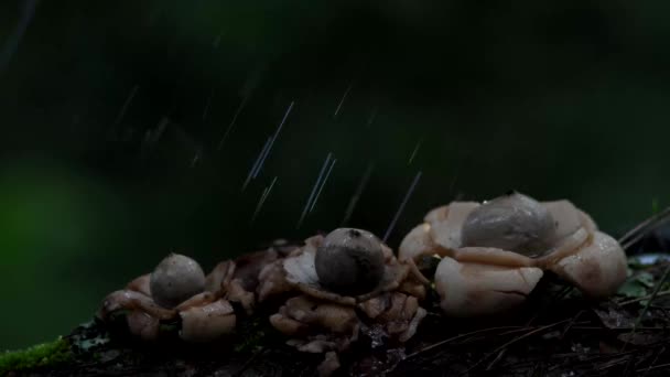 Puffball Houba Uvolňující Spory Prach Tropickém Deštném Pralese — Stock video
