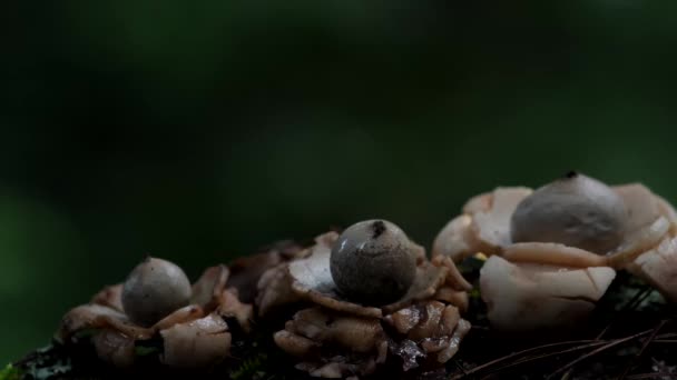 Puffball Houba Uvolňující Spory Prach Tropickém Deštném Pralese — Stock video