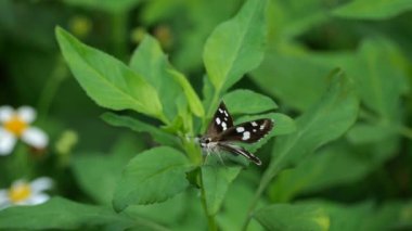 Kaptan Kelebek doğa arka planında. 