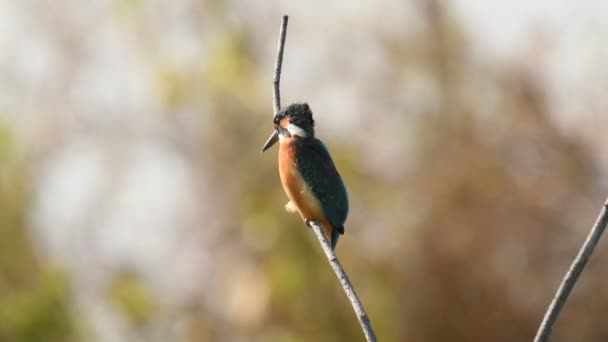 Tayland Güneydoğu Asya Yaygın Kingfisher Göçmen Kuşları — Stok video