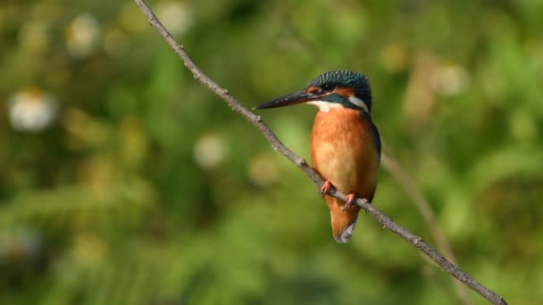 Tayland Güneydoğu Asya Yaygın Kingfisher Göçmen Kuşları — Stok video