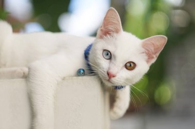  Doğanın arka planında iki renk olan beyaz kedi..              