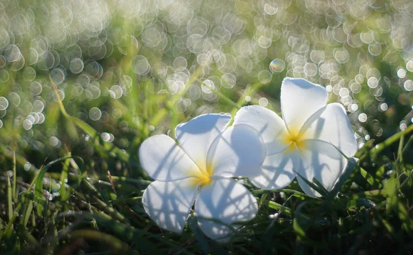 Las Flores Gotas Rocío Mañana Con Burbuja Bokeh —  Fotos de Stock