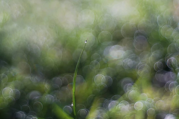 Flowers Dew Droplets Morning Bubble Bokeh — Stock Photo, Image