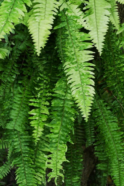 Fern Listí Rostlinný Vzor Pro Přírodu Pozadí — Stock fotografie