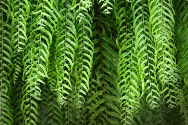 Fern Blad Växtmönster För Naturen Bakgrund — Stockfoto