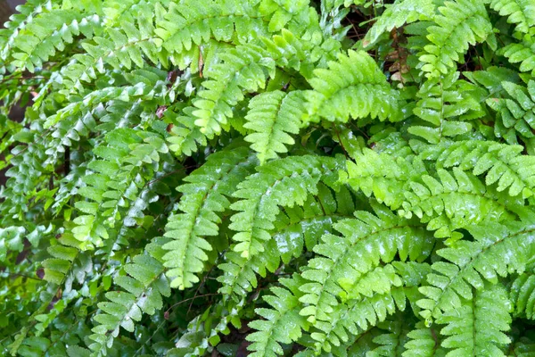 Fern Blad Växtmönster För Naturen Bakgrund — Stockfoto