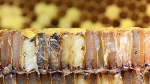 Larva Honey Bee Beehive — стоковое видео