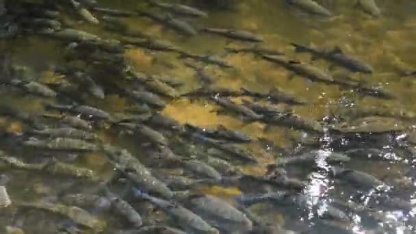 Rebanho Soro Brook Carpa Peixe Rio Limpo Chiangmai Tailândia — Vídeo de Stock