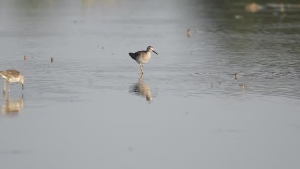 Aves Sandpiper Madeira Tailândia Sudeste Asiático — Vídeo de Stock