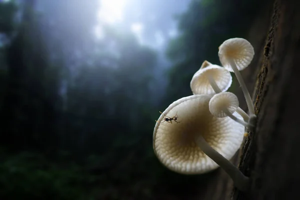 Mushroom Plant Tropical Rainforest — Stock Photo, Image