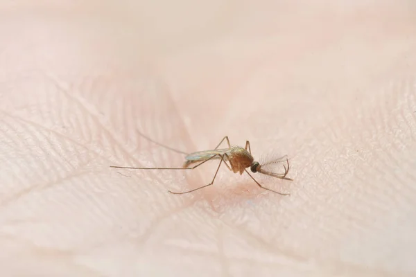 Mosquito Sugando Sangue Pele Humana — Fotografia de Stock