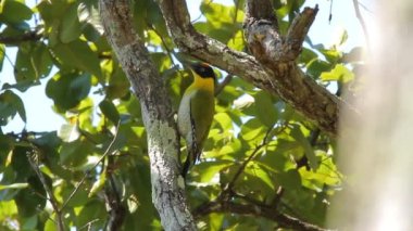 Tayland ve Güneydoğu Asya 'daki Siyah Kafalı Ağaçkakan Kuşları.