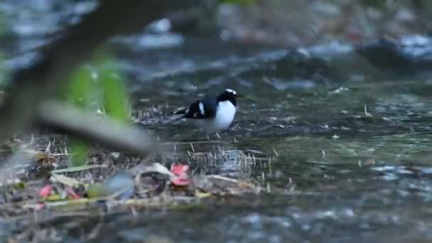 Slaty Backed Forktail Birds Tailândia Sudeste Asiático — Vídeo de Stock