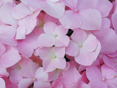 Doğa arkaplanı için Güzel Çiçekler desenini kapat.