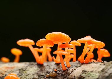 Mantarları ya da mantarları doğa arkaplanı için tropikal yağmur ormanlarında kapatın.