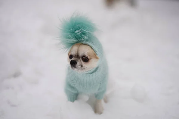 Chihuahua Purosangue Una Passeggiata Inverno Vestiti Vestito Affascinante Cane Passeggiata — Foto Stock