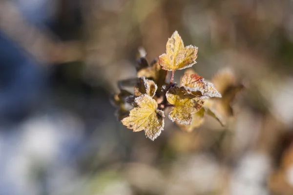 Snow on the leaves — Stock Photo, Image