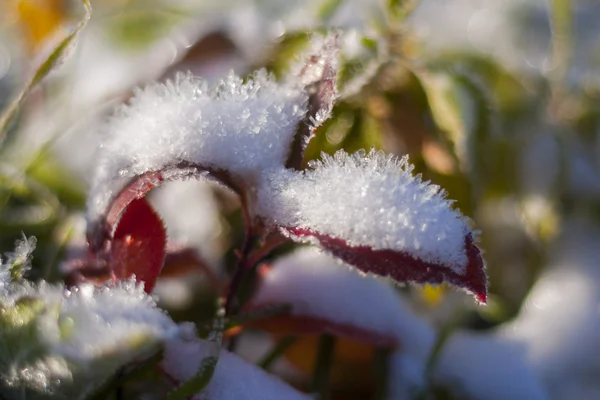 Snow on the leaves — Stock Photo, Image