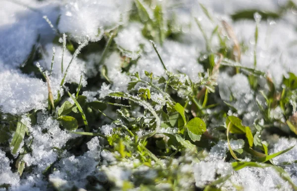 Snow on the grass — Stock Photo, Image