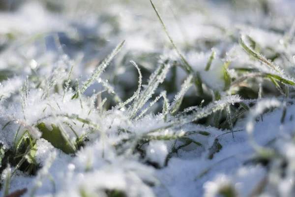 Snow on the grass — Stock Photo, Image