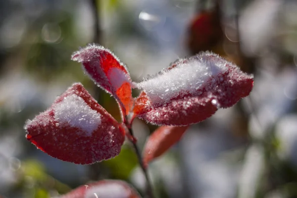 Snow on the leaves — Stock Photo, Image